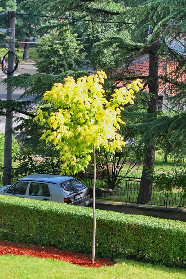 Apartmani15 Arandjelovac Exteriör bild